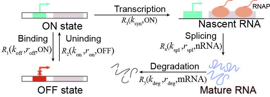 Schematic of the Non-Markovian RNA splicing model